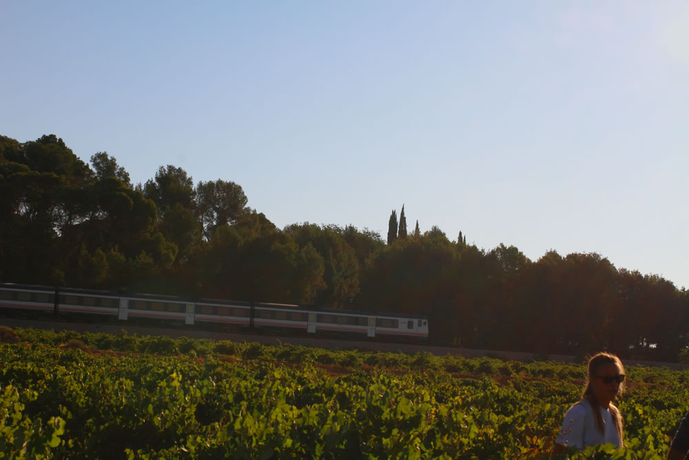 Tren de Cercanías pasando cerca de los viñedos de Casa Don Angel